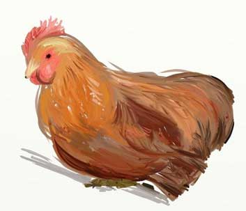 chicken